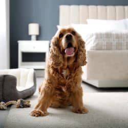 Pet friendly house cleaning
